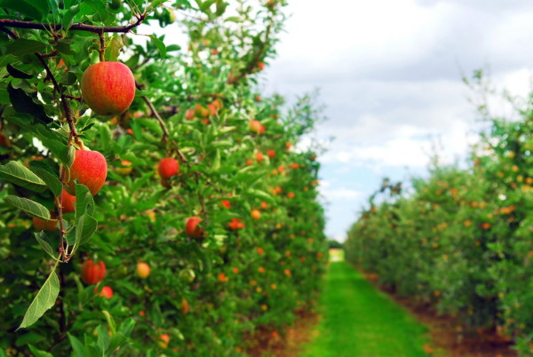 Image -- An apple orchard in Kyiv oblast.