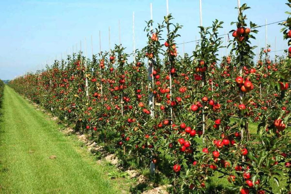 Image -- An apple orchard in Vinnytsia oblast.