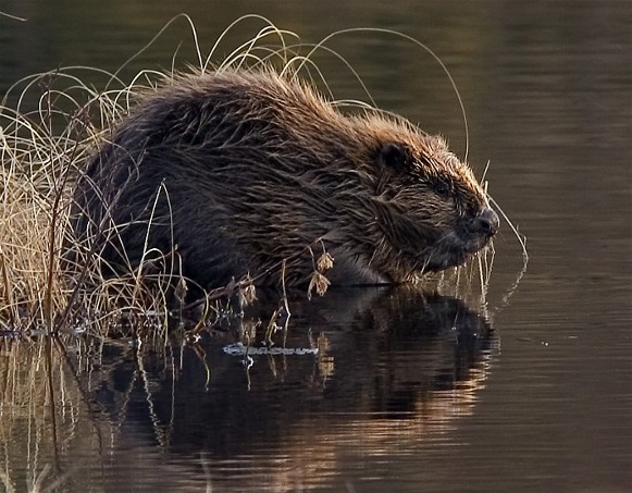 Image -- Old World (European) beaver