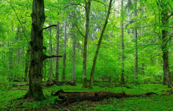 Image -- The Bilovezha Forest.