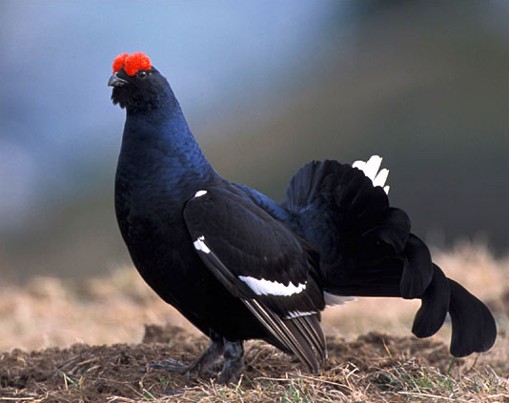 Image -- Black grouse
