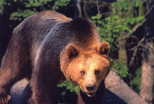 Image -- Brown bear