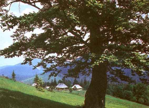 Image -- A farmstead in th Carpathian Mountains (Transcarpathia oblast).