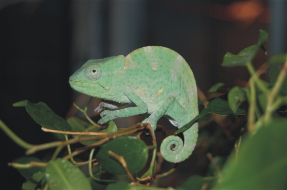 Image -- Multicolored chameleon