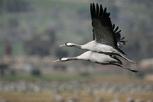 Image -- Common cranes