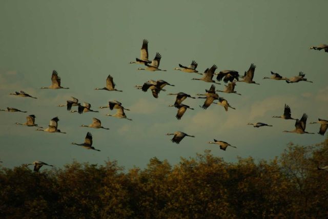 Image -- Migrating common cranes