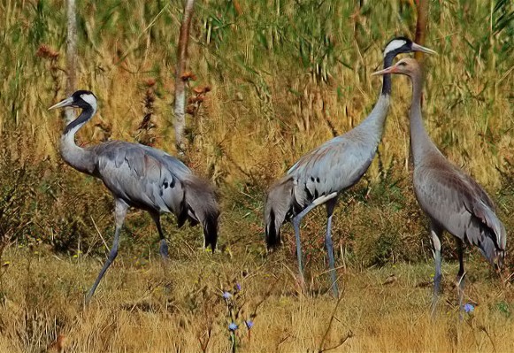 Image -- Common cranes