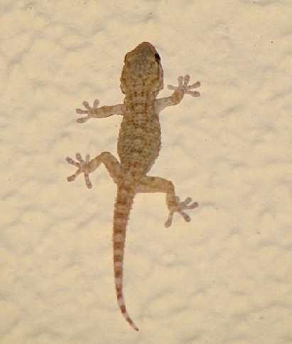 Image -- Crimean gecko