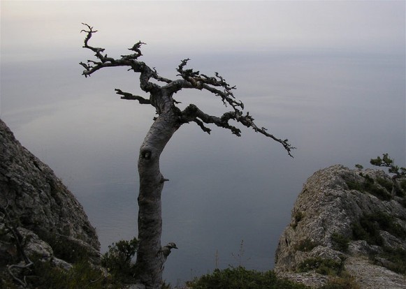 Image -- A crooked pine in the Crimean Mountains.