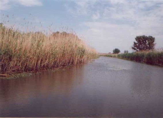 Image -- One of the branches of the Don River in the Don River delta.