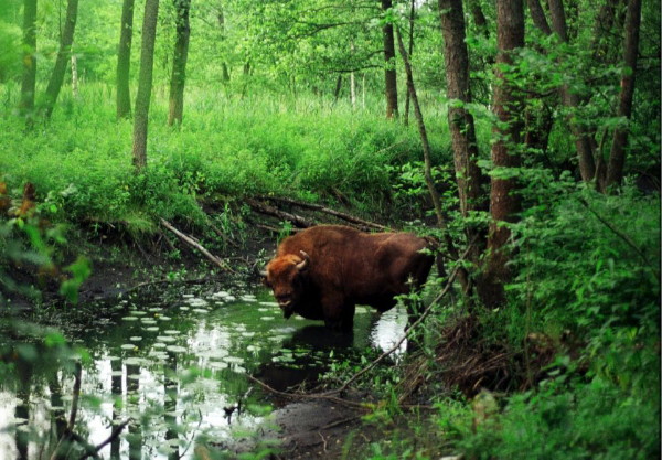 Image -- European bison in the Bilovezha Forest.