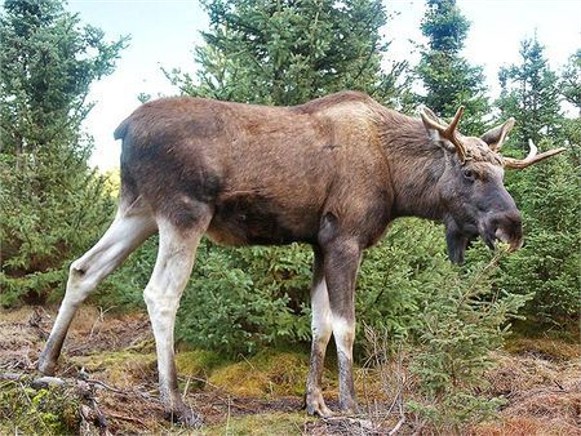 Image -- European elk