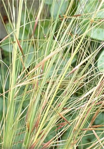 Image -- Feather grass