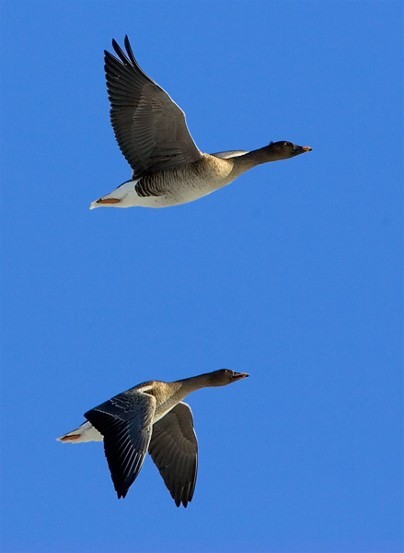 Image -- Bean geese in flight