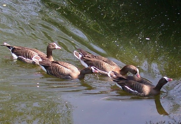 Image -- Lesser white-fronted geese