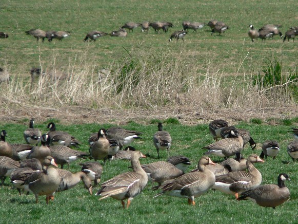 Image -- White-fronted geese