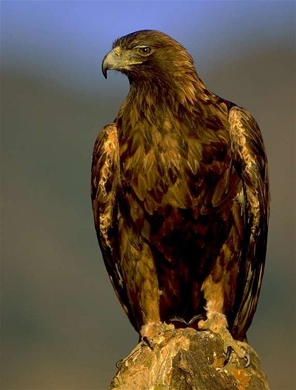 Image -- Golden eagle (Berkut eagle).