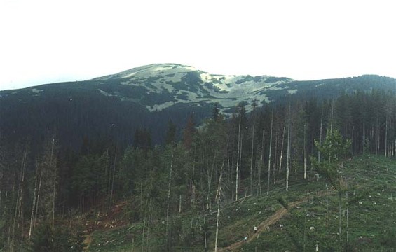 Image -- Gorgany Mountains: logged forest and view of Mount Popadia.
