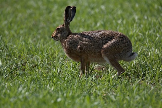 Image -- Brown hare