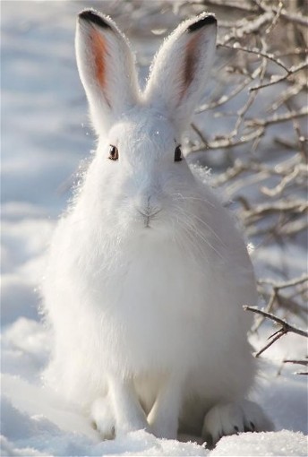 Image -- White hare