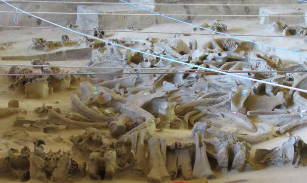 Image -- Hintsi archeological site: mammoth-bone dwelling remains.