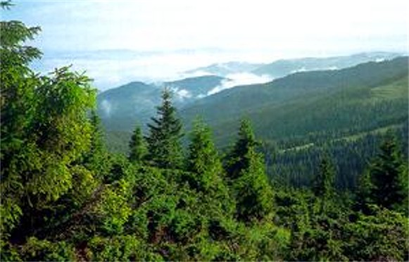 Image -- Juniper trees in the Carpathian Mountains.