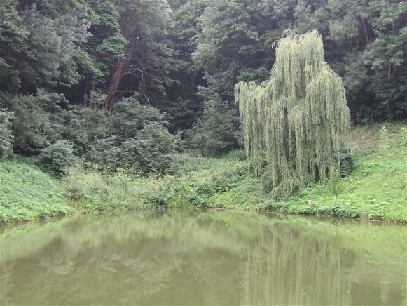 Image -- The Haidamaka Pond in the vicinity of Kholodnyi Yar, near Chyhyryn, Cherkasy oblast.