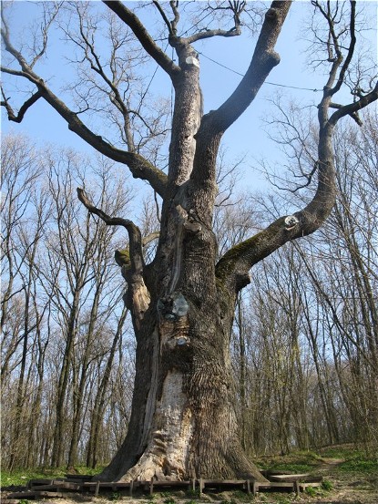 Image -- The Zalizniak Oak in Kholodnyi Yar, near Chyhyryn, Cherkasy oblast.