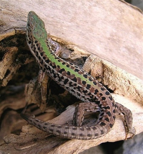 Image -- Crimean lizard