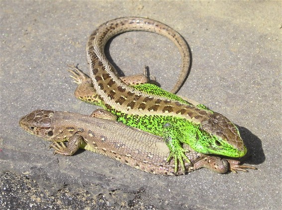 Image -- Fast lizard