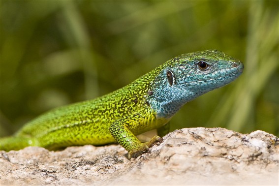 Image -- Green lizard