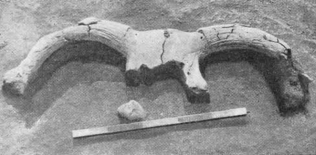 Image -- A Neolithic bull horns burial under the floor of a building excavated in Luka-Vrublivetska.
