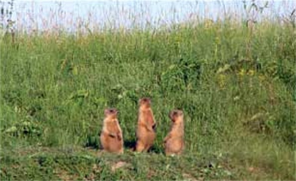 Image -- Marmots in the Striltsivskyi Steppe reserve, Luhansk oblast.