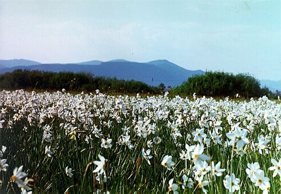 Image -- The Narcissus Valley in the Carpathian Biosphere Reserve.