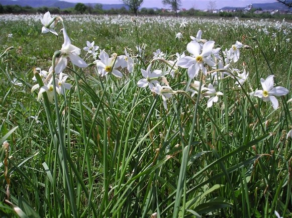Image -- Narcissus flowers