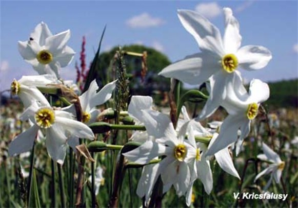 Image -- Narcissus flowers