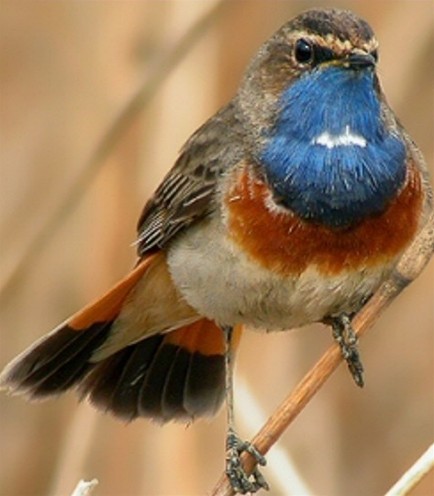 Image -- Blue-throated nightingale
