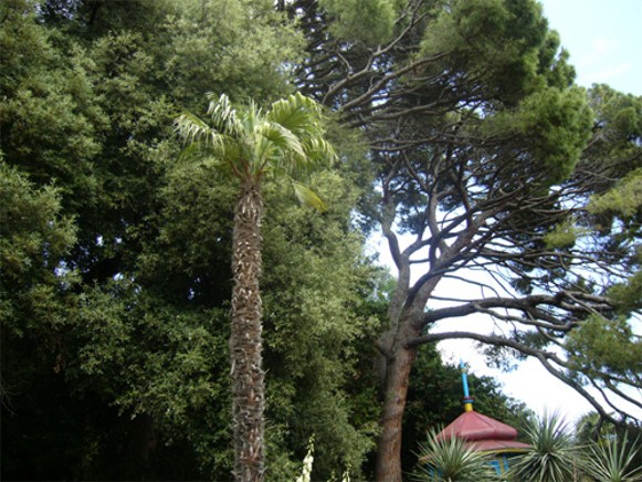 Image -- The Nikita Botanical Garden near Yalta in the Crimea.