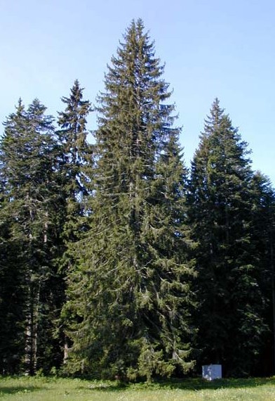 Image -- Norway spruce