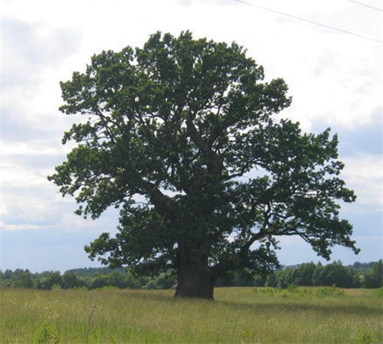 Image -- An oak tree