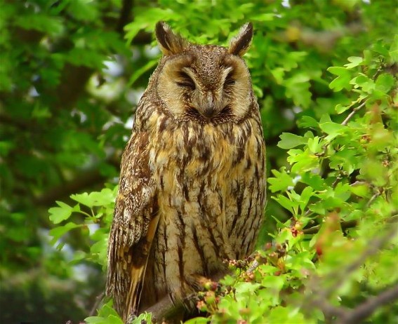 Image -- Long-eared owl