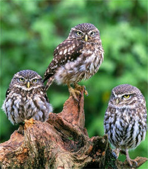 Image -- Little owls