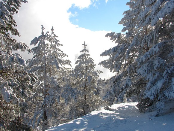 Image -- Pine trees in the Crimean Mountains.
