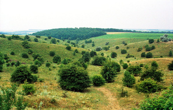 Image -- Podolian Upland landscape (in Vinnytsia oblast).