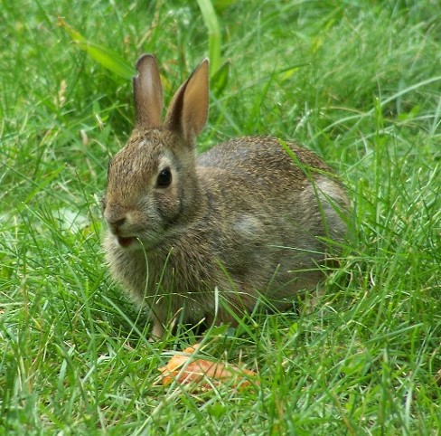 Image -- European rabbit