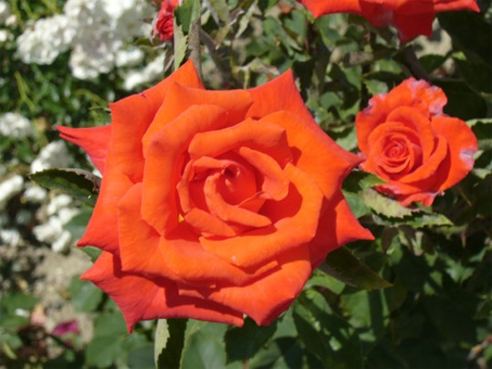 Image -- A rose (the Nikita Botanical Garden near Yalta in the Crimea).