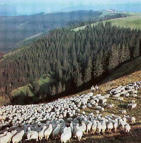 Image -- Sheep herding in Carpathian Mountains (Transcarpathia oblast).