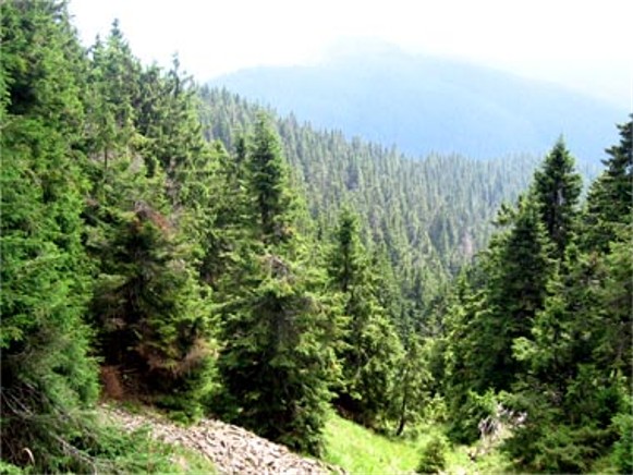Image -- A spruce forest in the Carpathian Mountains.