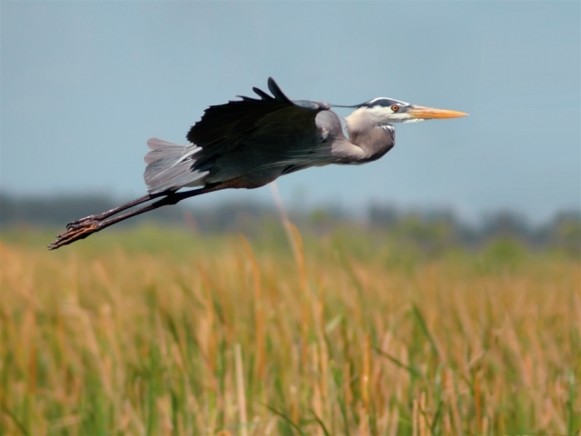 Image -- Black stork (in Volhynia).