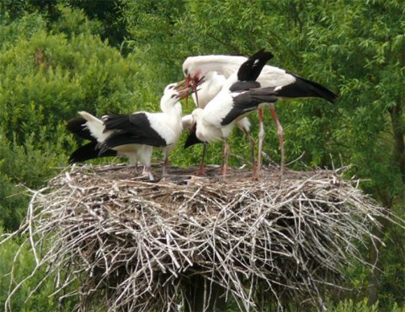Image -- White storks (in Volhynia).